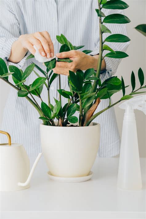 招財植物風水|風水植物｜不只富貴竹！7款招財/招桃花植物推介+不可不知風水 